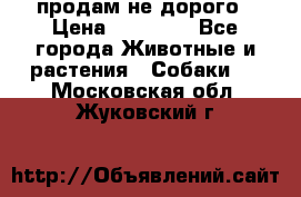 продам не дорого › Цена ­ 10 000 - Все города Животные и растения » Собаки   . Московская обл.,Жуковский г.